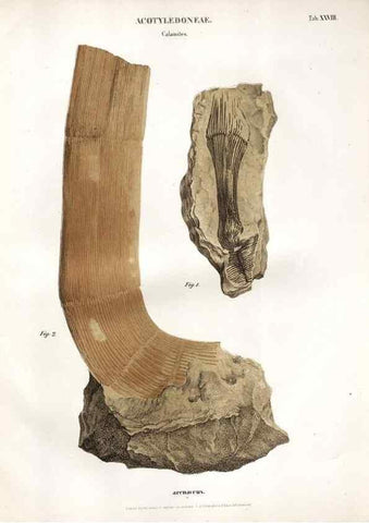 Reproducción/Reproduction 7362142808: Monographie des plantes fossiles du grès bigarré de la chaine des Vosges /. Leipzig :G. Engelmann,1844.