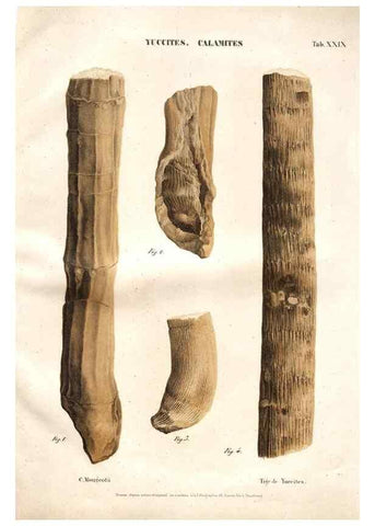 Reproducción/Reproduction 7176920581: Monographie des plantes fossiles du grès bigarré de la chaine des Vosges /. Leipzig :G. Engelmann,1844.