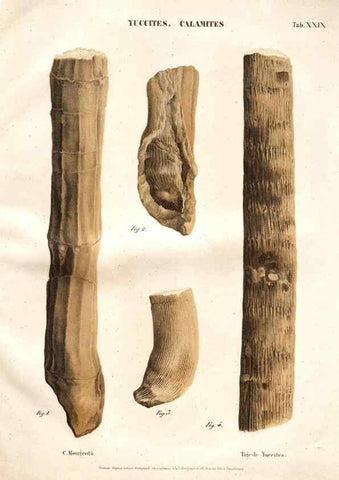 Reproducción/Reproduction 7176920581: Monographie des plantes fossiles du grès bigarré de la chaine des Vosges /. Leipzig :G. Engelmann,1844.