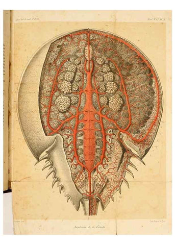 Reproducción/Reproduction 7177141309: Recherches sur l'anatomie des Limules/. Paris,1873