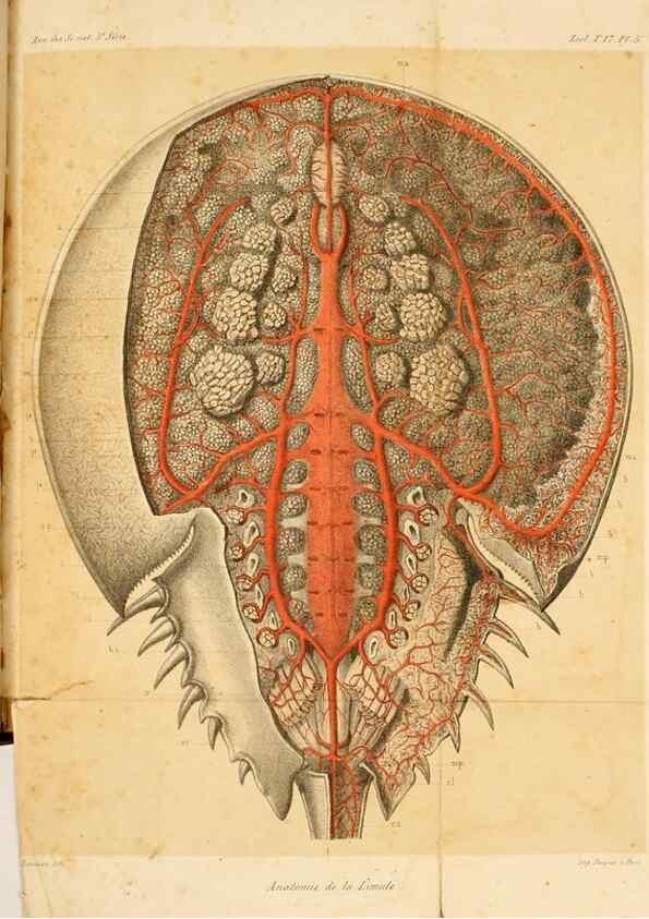 Reproducción/Reproduction 7177141309: Recherches sur l'anatomie des Limules/. Paris,1873