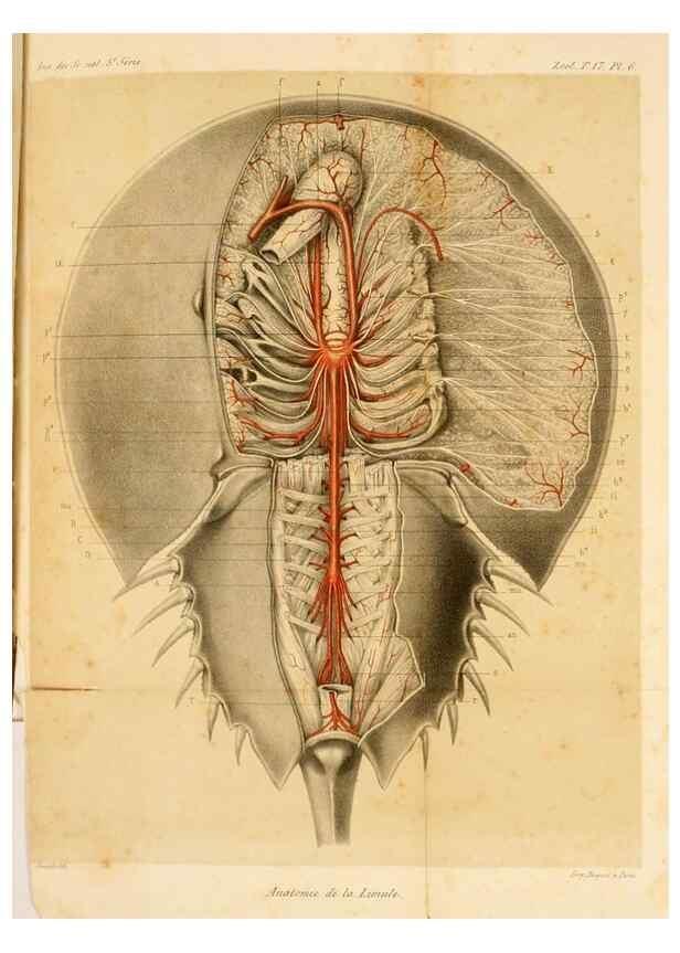 Reproducción/Reproduction 7362365632: Recherches sur l'anatomie des Limules/. Paris,1873