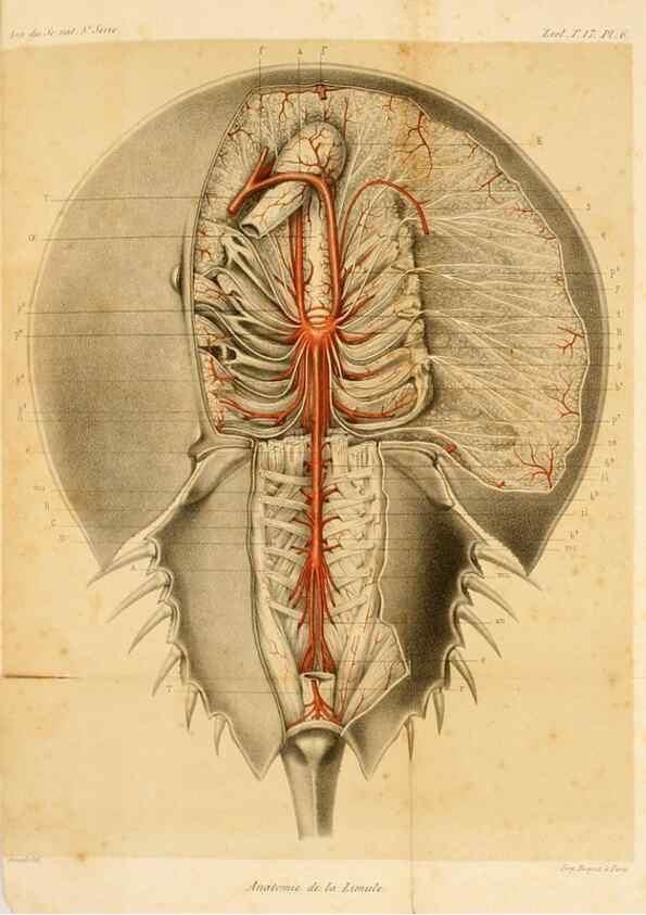 Reproducción/Reproduction 7362365632: Recherches sur l'anatomie des Limules/. Paris,1873