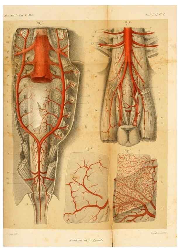 Reproducción/Reproduction 7362367424: Recherches sur l'anatomie des Limules/. Paris,1873