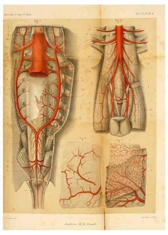 Reproducción/Reproduction 7362367424: Recherches sur l'anatomie des Limules/. Paris,1873