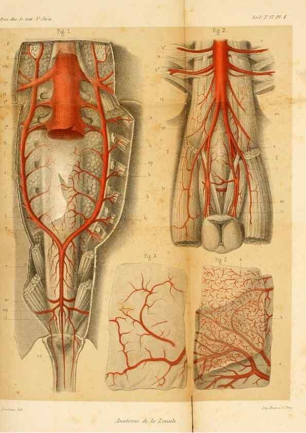 Reproducción/Reproduction 7362367424: Recherches sur l'anatomie des Limules/. Paris,1873