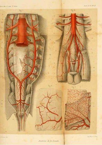 Reproducción/Reproduction 7362367424: Recherches sur l'anatomie des Limules/. Paris,1873