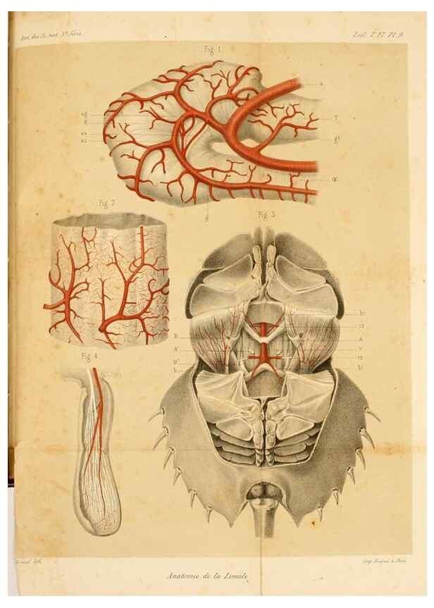 Reproducción/Reproduction 7362368236: Recherches sur l'anatomie des Limules/. Paris,1873