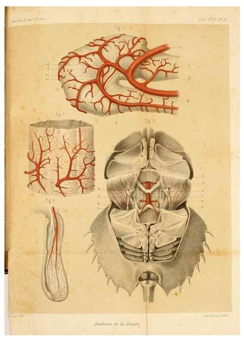 Reproducción/Reproduction 7362368236: Recherches sur l'anatomie des Limules/. Paris,1873