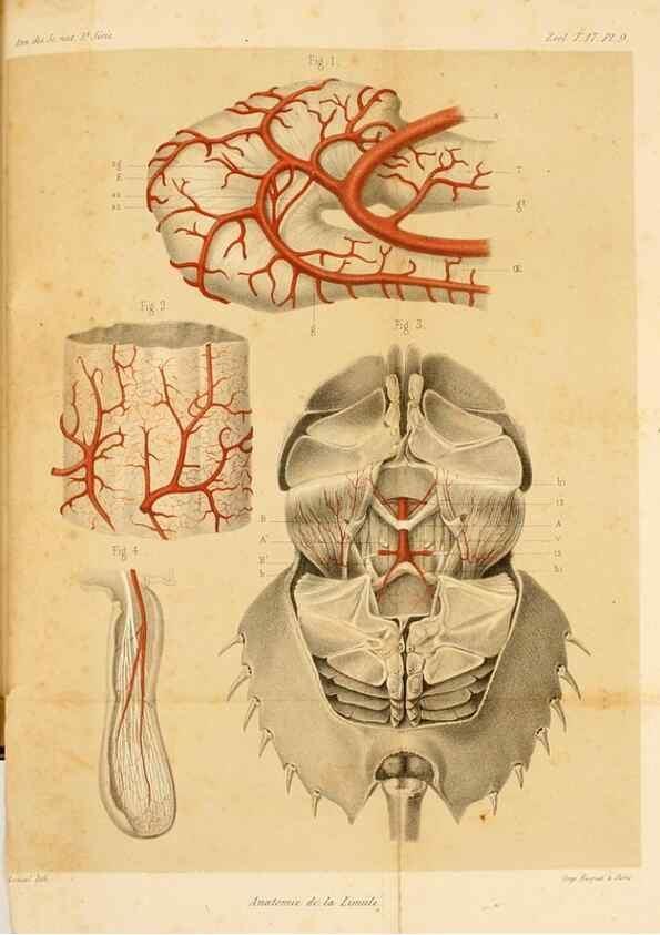 Reproducción/Reproduction 7362368236: Recherches sur l'anatomie des Limules/. Paris,1873