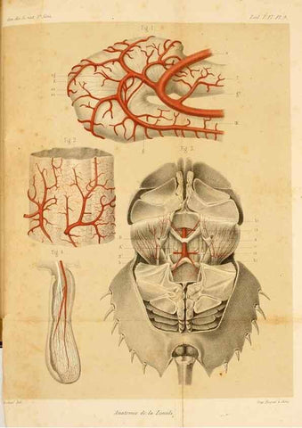 Reproducción/Reproduction 7362368236: Recherches sur l'anatomie des Limules/. Paris,1873