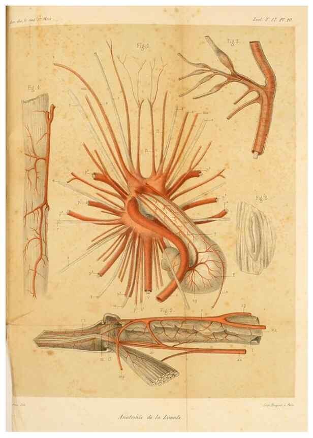 Reproducción/Reproduction 7177145441: Recherches sur l'anatomie des Limules/. Paris,1873
