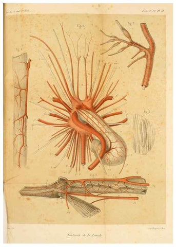 Reproducción/Reproduction 7177145441: Recherches sur l'anatomie des Limules/. Paris,1873