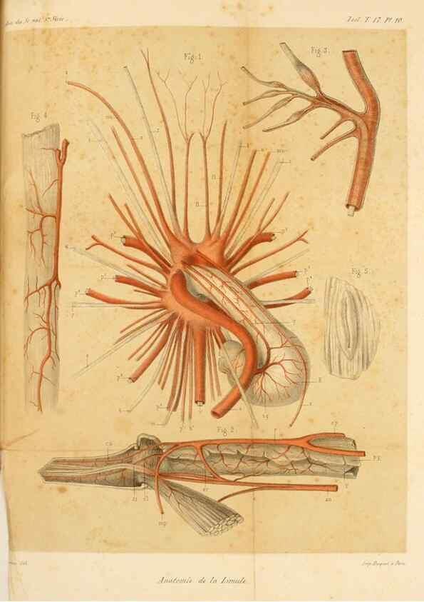 Reproducción/Reproduction 7177145441: Recherches sur l'anatomie des Limules/. Paris,1873