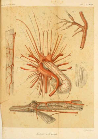 Reproducción/Reproduction 7177145441: Recherches sur l'anatomie des Limules/. Paris,1873