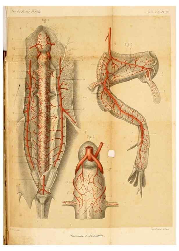 Reproducción/Reproduction 7177146331: Recherches sur l'anatomie des Limules/. Paris,1873