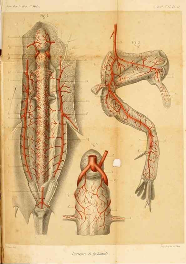 Reproducción/Reproduction 7177146331: Recherches sur l'anatomie des Limules/. Paris,1873