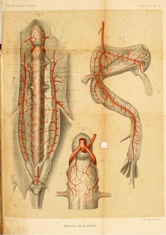 Reproducción/Reproduction 7177146331: Recherches sur l'anatomie des Limules/. Paris,1873