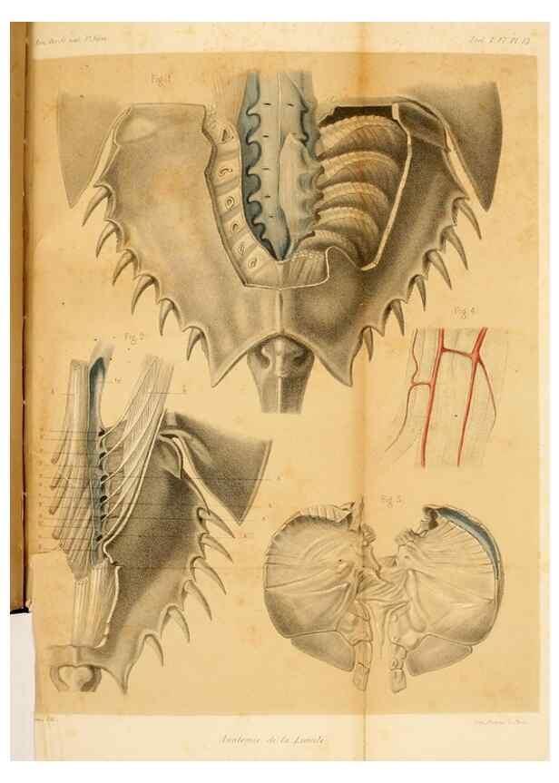Reproducción/Reproduction 7362372080: Recherches sur l'anatomie des Limules/. Paris,1873