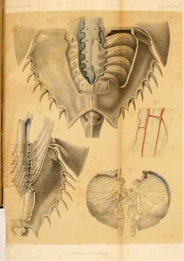 Reproducción/Reproduction 7362372080: Recherches sur l'anatomie des Limules/. Paris,1873