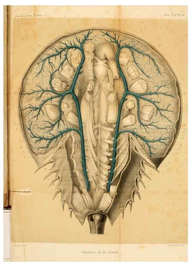 Reproducción/Reproduction 7362372938: Recherches sur l'anatomie des Limules/. Paris,1873