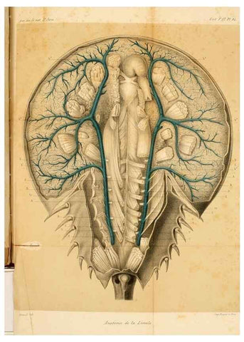 Reproducción/Reproduction 7362372938: Recherches sur l'anatomie des Limules/. Paris,1873