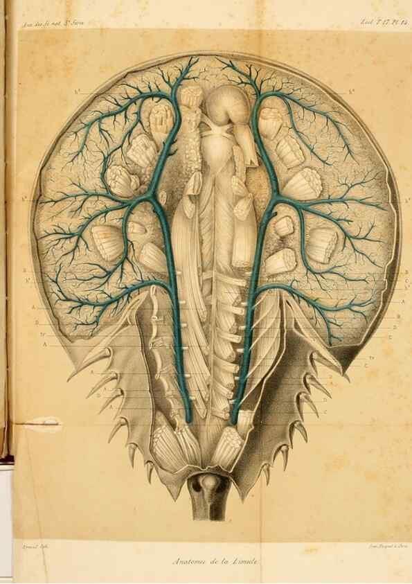Reproducción/Reproduction 7362372938: Recherches sur l'anatomie des Limules/. Paris,1873