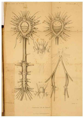 Reproducción/Reproduction 7362373642: Recherches sur l'anatomie des Limules/. Paris,1873