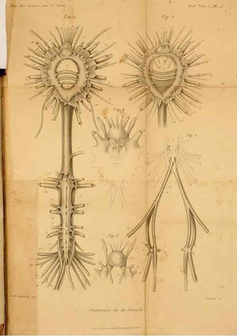 Reproducción/Reproduction 7362373642: Recherches sur l'anatomie des Limules/. Paris,1873