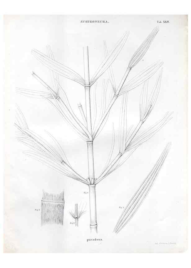 Reproducción/Reproduction 7362138572: Monographie des plantes fossiles du grès bigarré de la chaine des Vosges /. Leipzig :G. Engelmann,1844.