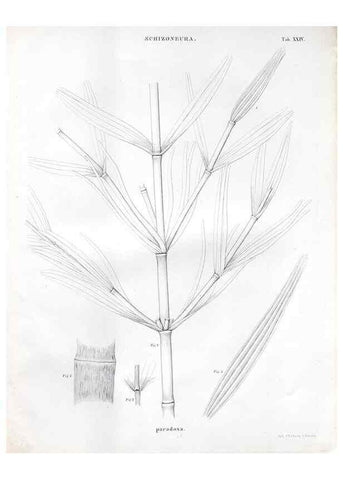 Reproducción/Reproduction 7362138572: Monographie des plantes fossiles du grès bigarré de la chaine des Vosges /. Leipzig :G. Engelmann,1844.