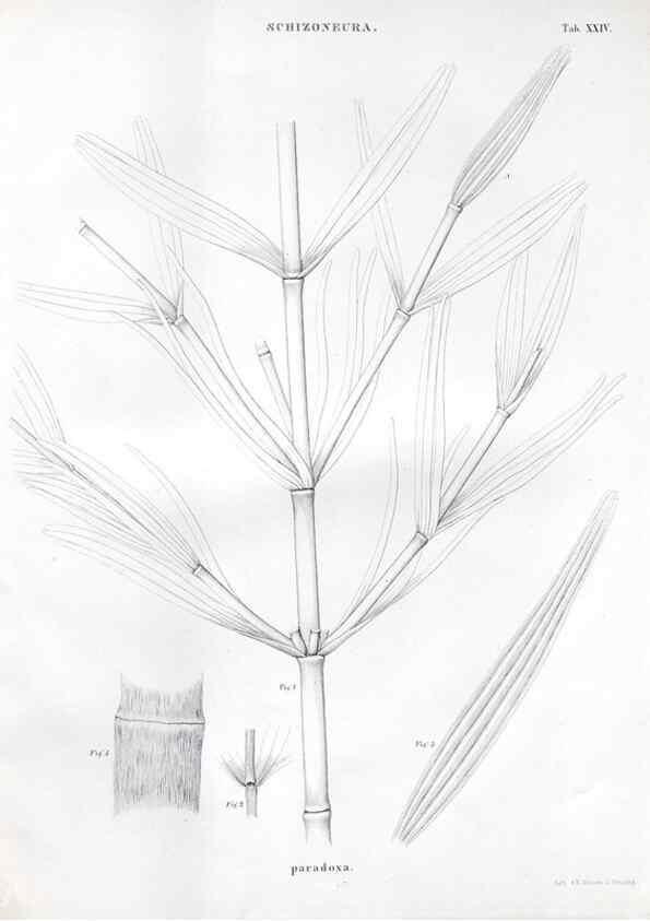 Reproducción/Reproduction 7362138572: Monographie des plantes fossiles du grès bigarré de la chaine des Vosges /. Leipzig :G. Engelmann,1844.