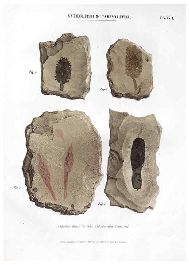 Reproducción/Reproduction 7362137348: Monographie des plantes fossiles du grès bigarré de la chaine des Vosges /. Leipzig :G. Engelmann,1844.