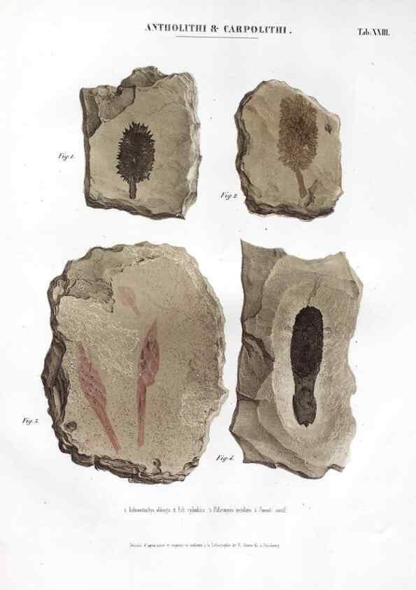 Reproducción/Reproduction 7362137348: Monographie des plantes fossiles du grès bigarré de la chaine des Vosges /. Leipzig :G. Engelmann,1844.