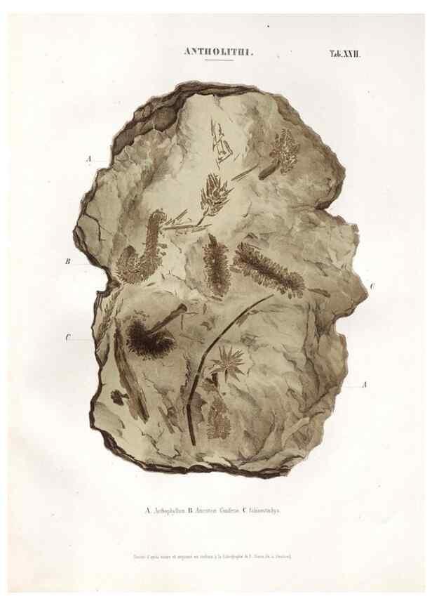 Reproducción/Reproduction 7176913163: Monographie des plantes fossiles du grès bigarré de la chaine des Vosges /. Leipzig :G. Engelmann,1844.