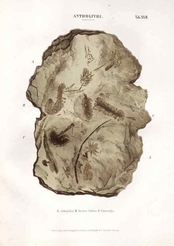 Reproducción/Reproduction 7176913163: Monographie des plantes fossiles du grès bigarré de la chaine des Vosges /. Leipzig :G. Engelmann,1844.