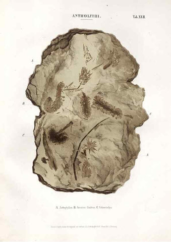 Reproducción/Reproduction 7176913163: Monographie des plantes fossiles du grès bigarré de la chaine des Vosges /. Leipzig :G. Engelmann,1844.