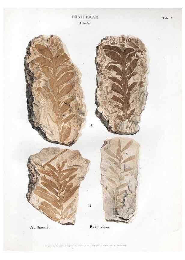 Reproducción/Reproduction 7176893877: Monographie des plantes fossiles du grès bigarré de la chaine des Vosges /. Leipzig :G. Engelmann,1844.