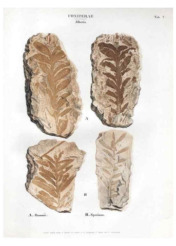 Reproducción/Reproduction 7176893877: Monographie des plantes fossiles du grès bigarré de la chaine des Vosges /. Leipzig :G. Engelmann,1844.