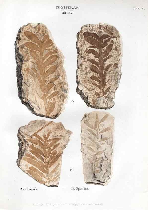 Reproducción/Reproduction 7176893877: Monographie des plantes fossiles du grès bigarré de la chaine des Vosges /. Leipzig :G. Engelmann,1844.