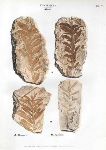 Reproducción/Reproduction 7176893877: Monographie des plantes fossiles du grès bigarré de la chaine des Vosges /. Leipzig :G. Engelmann,1844.