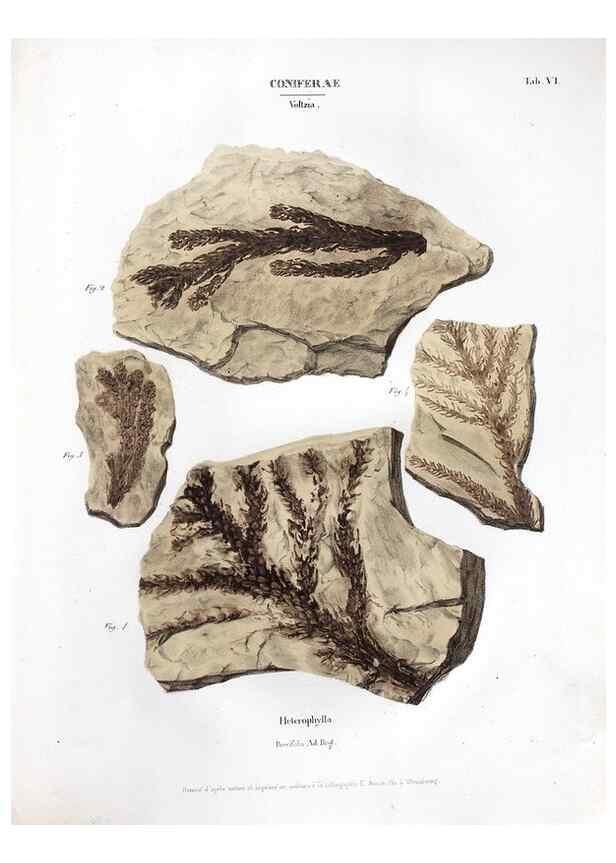 Reproducción/Reproduction 7362117588: Monographie des plantes fossiles du grès bigarré de la chaine des Vosges /. Leipzig :G. Engelmann,1844.