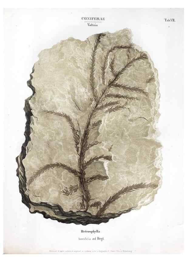 Reproducción/Reproduction 7362119084: Monographie des plantes fossiles du grès bigarré de la chaine des Vosges /. Leipzig :G. Engelmann,1844.