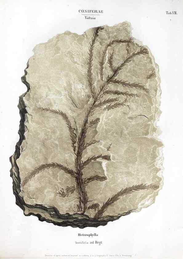 Reproducción/Reproduction 7362119084: Monographie des plantes fossiles du grès bigarré de la chaine des Vosges /. Leipzig :G. Engelmann,1844.