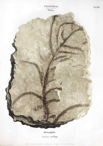 Reproducción/Reproduction 7362119084: Monographie des plantes fossiles du grès bigarré de la chaine des Vosges /. Leipzig :G. Engelmann,1844.