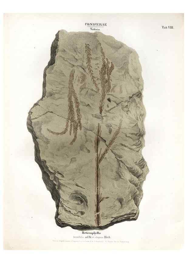 Reproducción/Reproduction 7176897321: Monographie des plantes fossiles du grès bigarré de la chaine des Vosges /. Leipzig :G. Engelmann,1844.