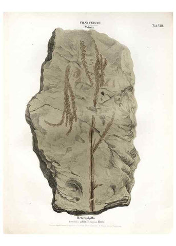 Reproducción/Reproduction 7176897321: Monographie des plantes fossiles du grès bigarré de la chaine des Vosges /. Leipzig :G. Engelmann,1844.