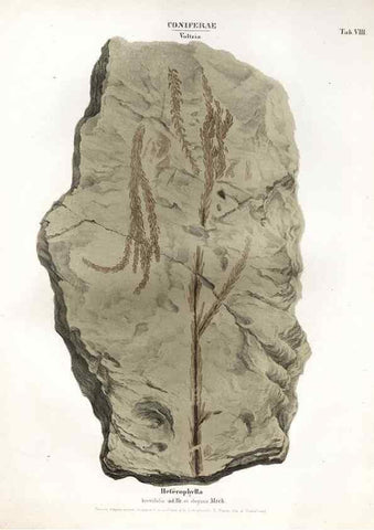 Reproducción/Reproduction 7176897321: Monographie des plantes fossiles du grès bigarré de la chaine des Vosges /. Leipzig :G. Engelmann,1844.