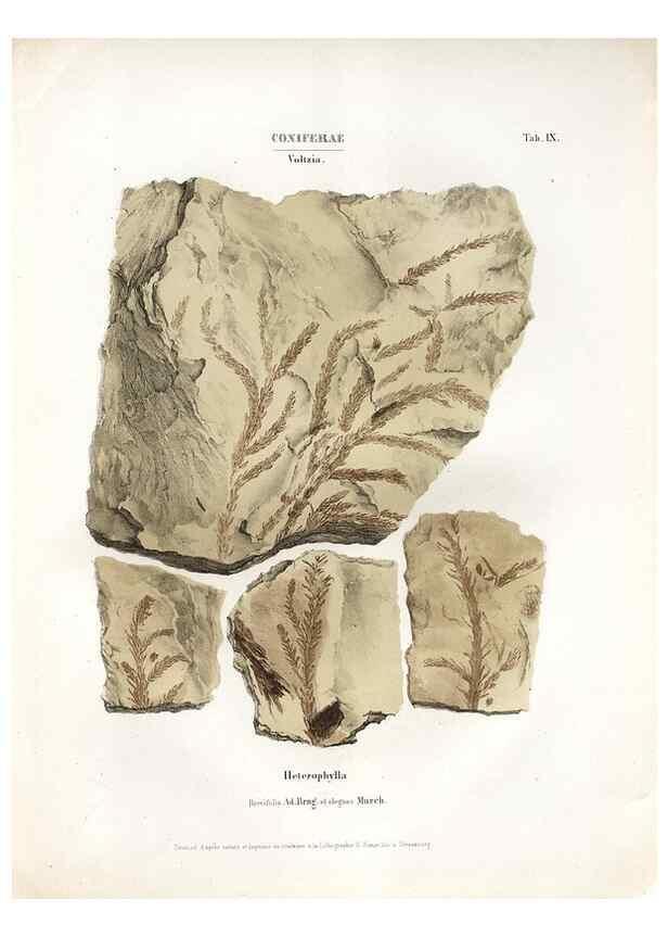Reproducción/Reproduction 7176898203: Monographie des plantes fossiles du grès bigarré de la chaine des Vosges /. Leipzig :G. Engelmann,1844.