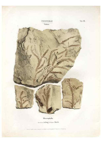 Reproducción/Reproduction 7176898203: Monographie des plantes fossiles du grès bigarré de la chaine des Vosges /. Leipzig :G. Engelmann,1844.